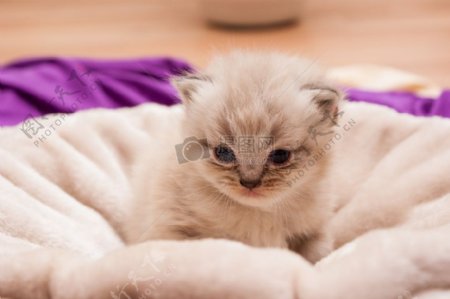 毯子上的小猫
