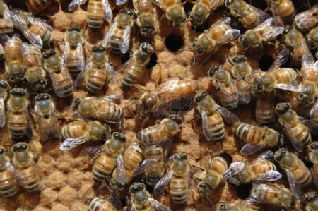 蜂巢上的蜂群