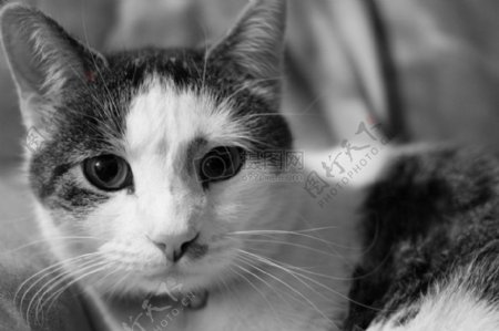 宠物猫黑白照片