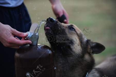 喝水的狗