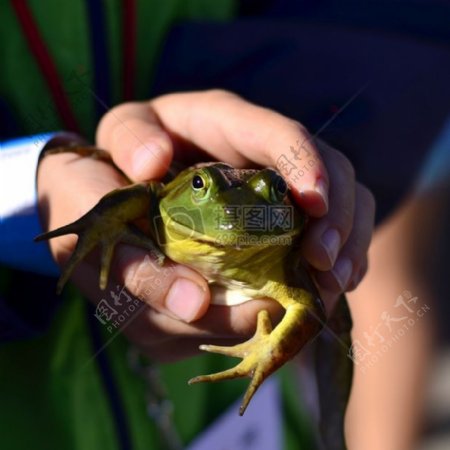 手中的青蛙