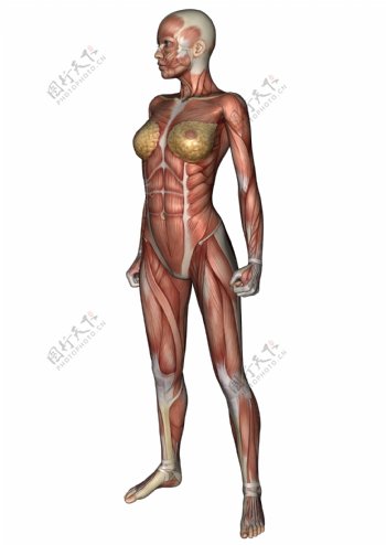 女性肌肉组织图片