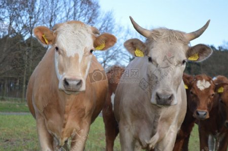 牧场里不同种类的奶牛