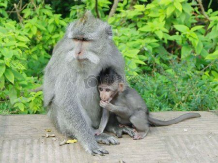 母猴子和小猴子