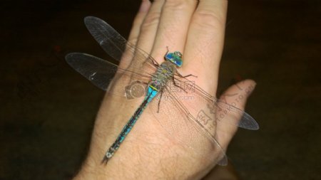 爬在手上的蜻蜓