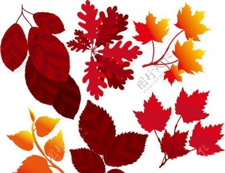 红叶枫叶秋天的树叶矢量素材ai格式