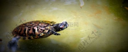 水里面的水龟