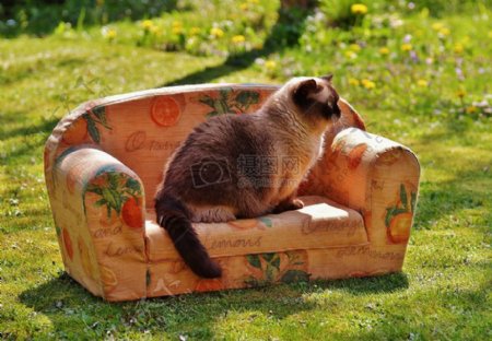 草地沙发上的小猫咪