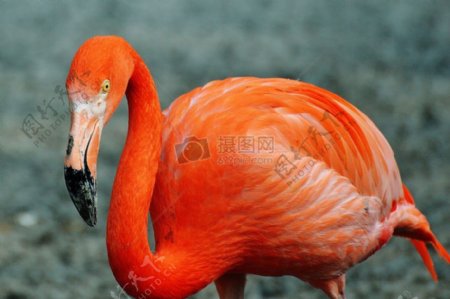 橘色的火烈鸟
