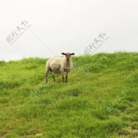 草地上发呆的小羊