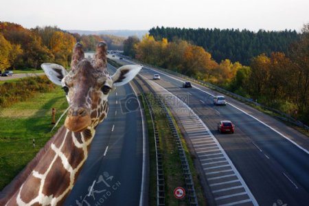 路面上的长颈鹿