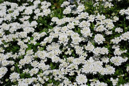 繁盛的白色花丛