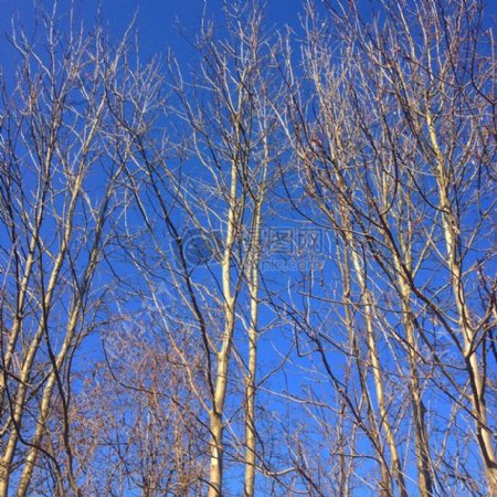 蓝天下干枯的树林