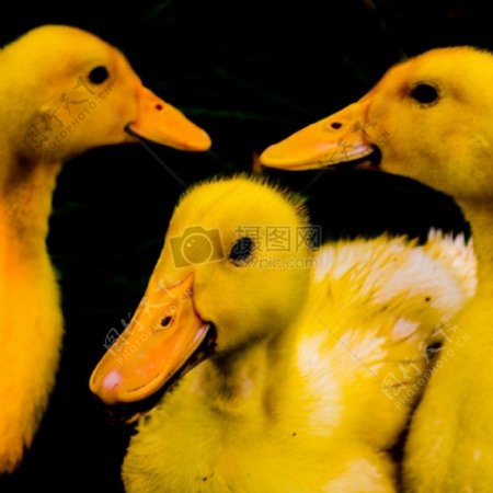 黄色鸭鸭小鸭小鸭黄色鸭可爱鸭撒旦小鸭三人的鸭