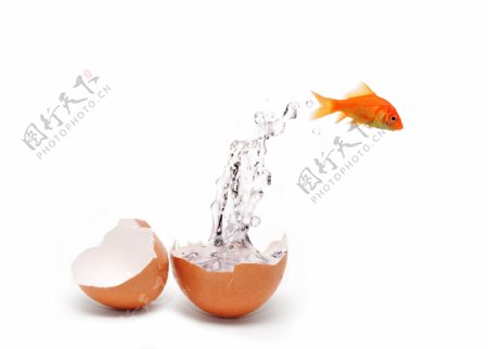从鸡蛋中游出来的金鱼图片