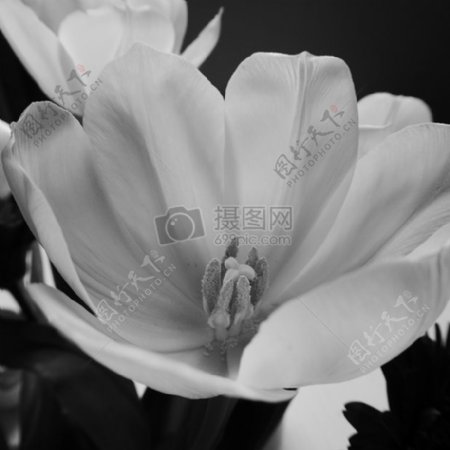 花的黑白图片