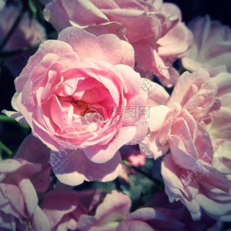 美丽的玫瑰花片