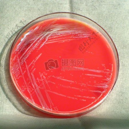 这张照片描绘了革兰阴性鼻疽菌thailandensis显示的菌落形态这是一个培养基上生长