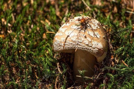 一个mushroom.jpg