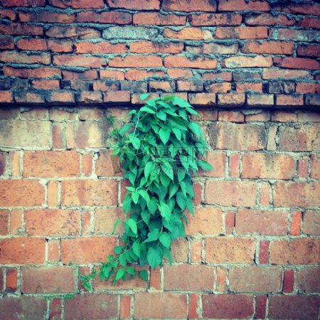 墙面上的绿植