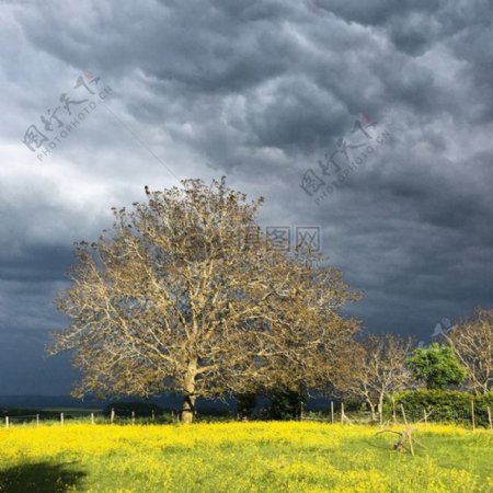 乌云下的核桃树