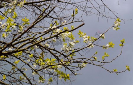 天空下的李子树