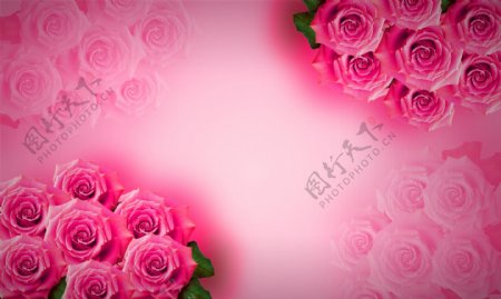 玫瑰花粉红色背景PSD素材