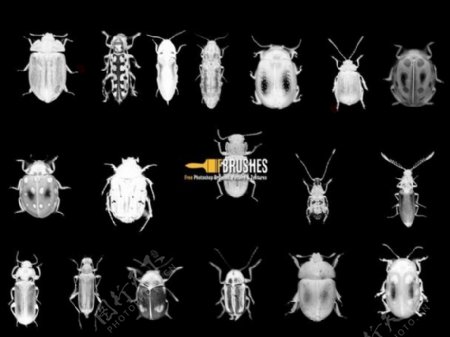 各种甲虫昆虫photoshop笔刷下载