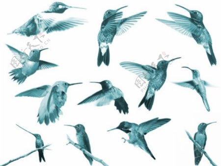 各种飞行姿势的蜂鸟photoshop笔刷素材
