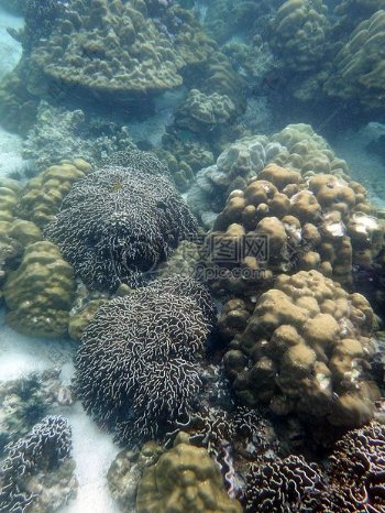 海底下的珊瑚