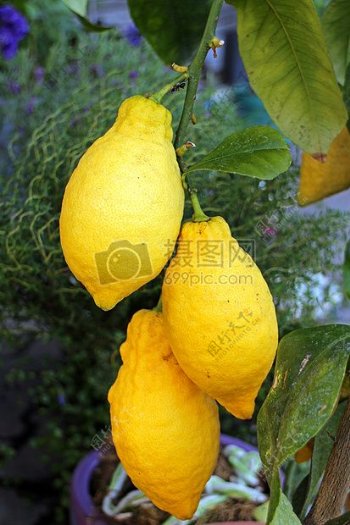 树枝上成熟的柠檬