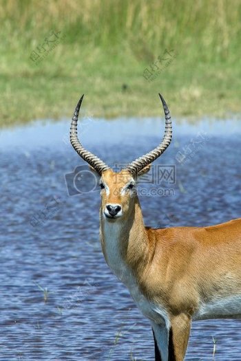 动物非洲羚羊普库kobusvardonii羚羊
