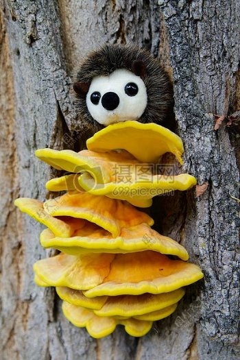白色的毛绒玩具上的黄顶蘑菇