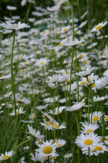 草丛中的白色花朵