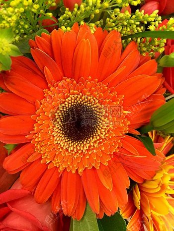 盛开的橙色花朵
