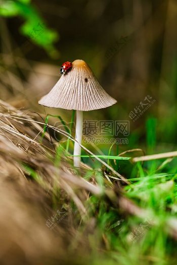 伞形状的蘑菇