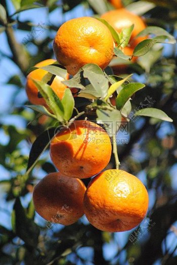 树上的一串橘子