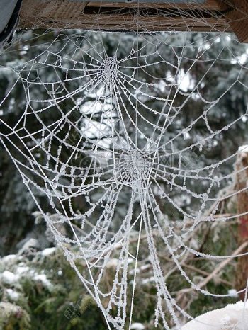 冰雪覆盖的蜘蛛网