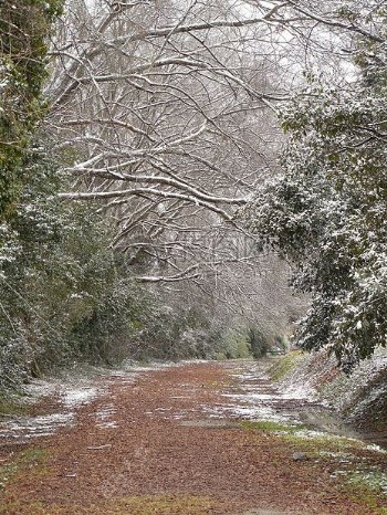 冬天的树枝和道路