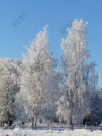 天空下冰雪树木