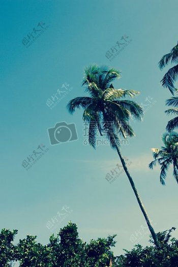 蓝天下的椰树