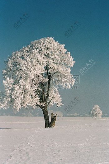 落满雪花的树木