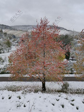 冬天雪地里红色树木