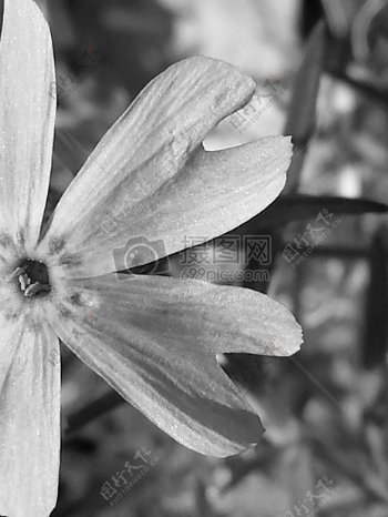 黑与白自然抽象野花