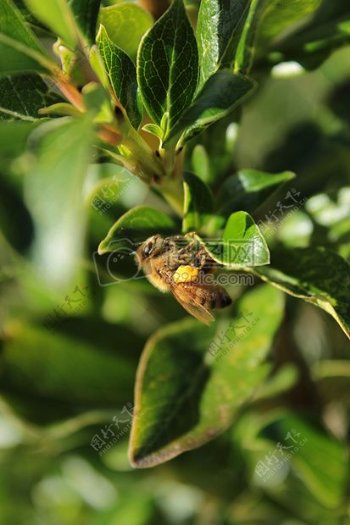 自然动物植物蜜蜂颜色昆虫叶子动物摄影