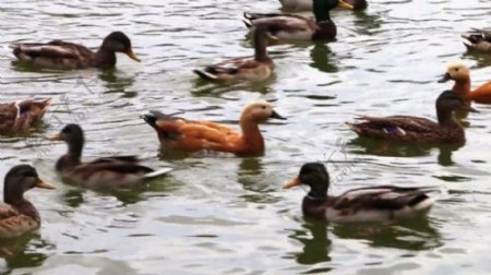 河流上面鸭子动物视频