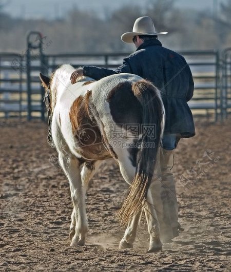 动物马全国西部牛仔马术骑术表演马术牧场牧场主