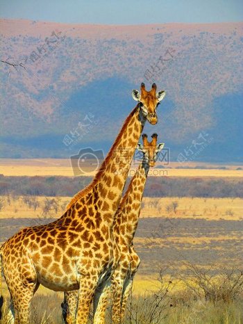 2长颈鹿在绿色草地场特写摄影
