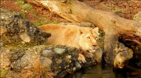 狮子河边河水视频