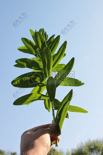 天空下的一只植物